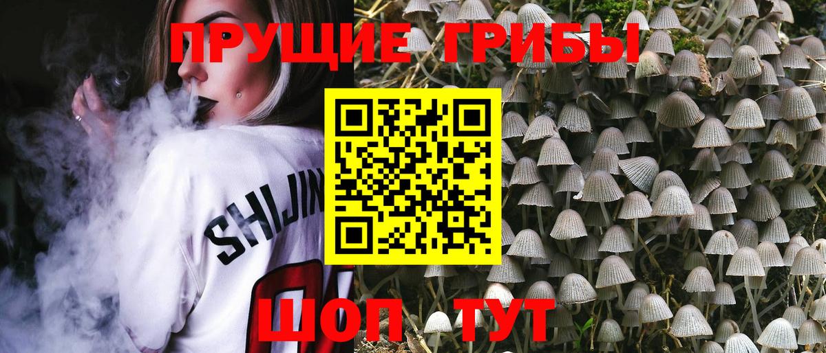 Псилоцибиновые грибы Psilocybine cubensis Великий Новгород